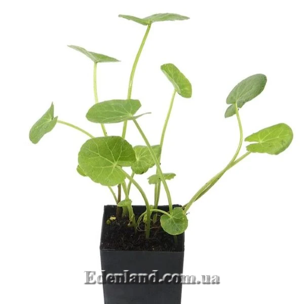 Зображення рослина у горщику