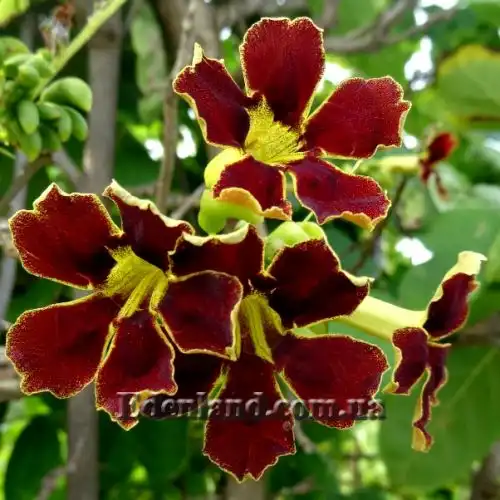 Изображение Маркамия занзибарская - Markhamia zanzibarica