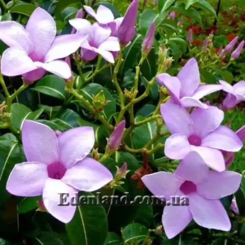 Криптостегия крупноцветковая - Cryptostegia grandiflora