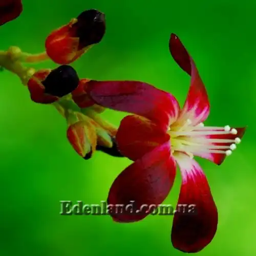 Зображення Аверроа білімбі - Averrhoa bilimbi