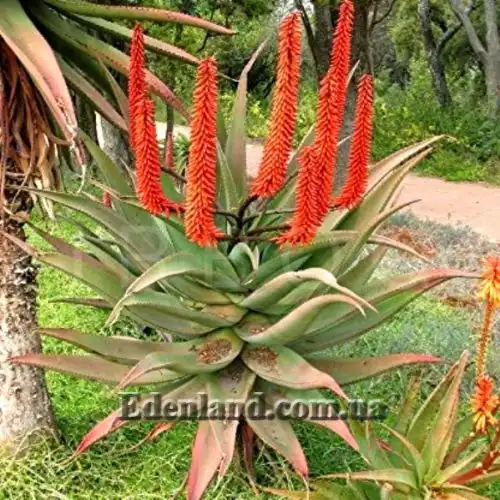 Зображення Алое страхітливе - Aloe ferox