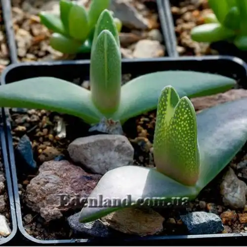 Изображение Хейридопсис своеобразный - Cheiridopsis peculiaris