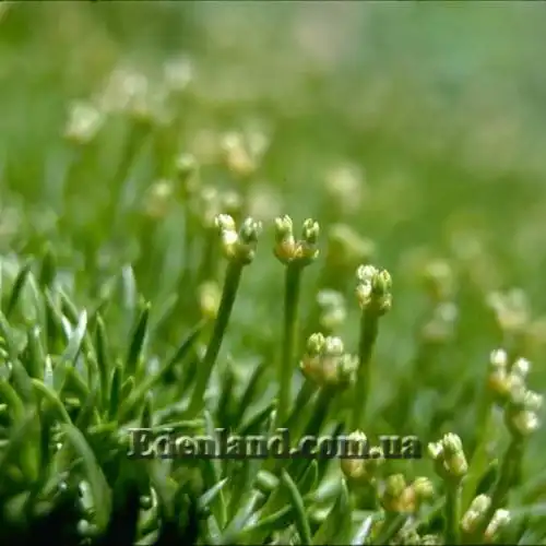 Изображение Склерантус двуцветковый - Scleranthus biflorus