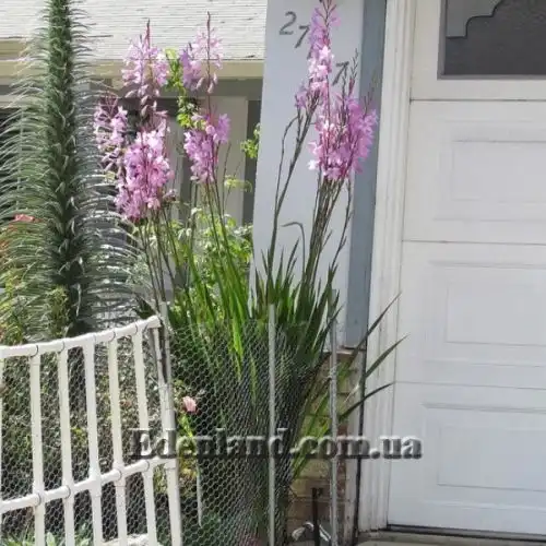 Изображение Ватсония Бурбонская - Watsonia borbonica 