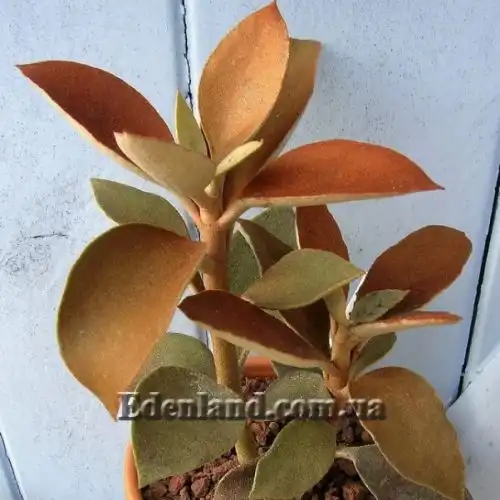 Изображение Каланхоэ оргиалис - Kalanchoe orgyalis