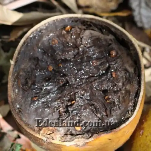 Зображення Кресцентія крилата - Crescentia alata