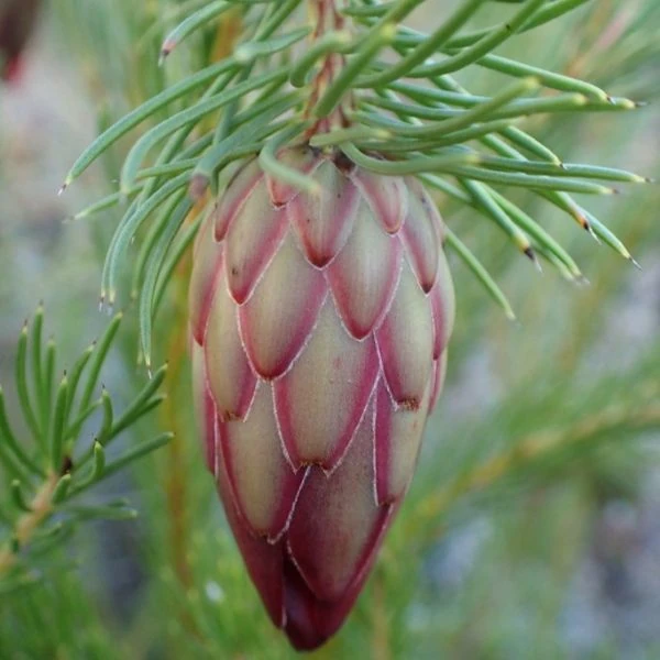 Изображение Протея карликовая  - Protea nana 