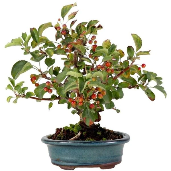 Изображение Яблоня Саржента - Malus sargentii  