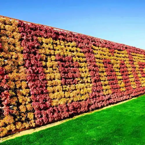 Изображение В Дубай открылся самый большой цветочный парк в мире - Dubai Miracle Garden
