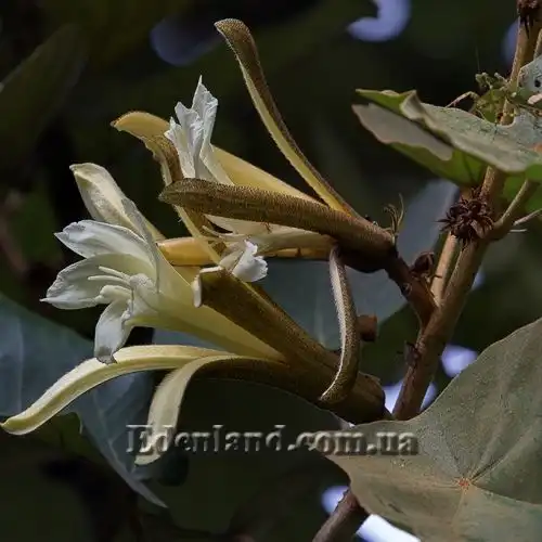 Птероспермум кленолистий - Pterospermum acerifolium