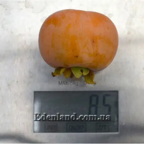 Зображення Хурма Росіянка - Diospyros