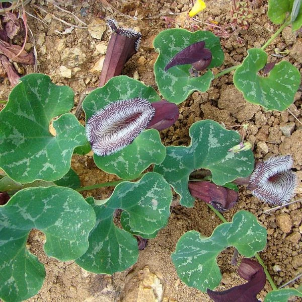 Зображення Хвилівник (Аристолохія) чилійський - Aristolochia chilensis 