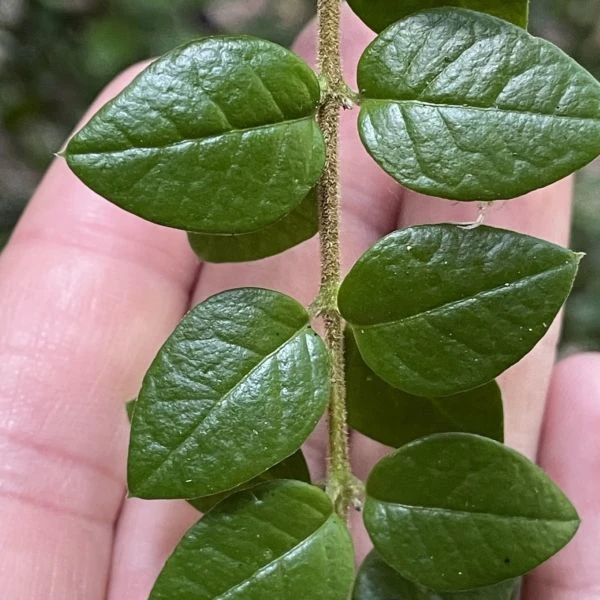 Изображение Рафитамнус колючий - Rhaphithamnus spinosus 