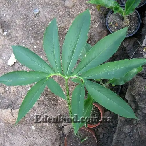 Изображение лист