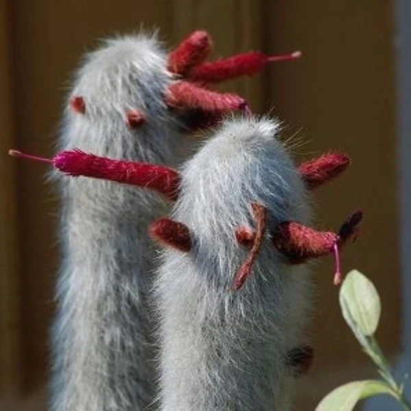 Зображення Клейстокактус Штрауса - Cleistocactus strausii 