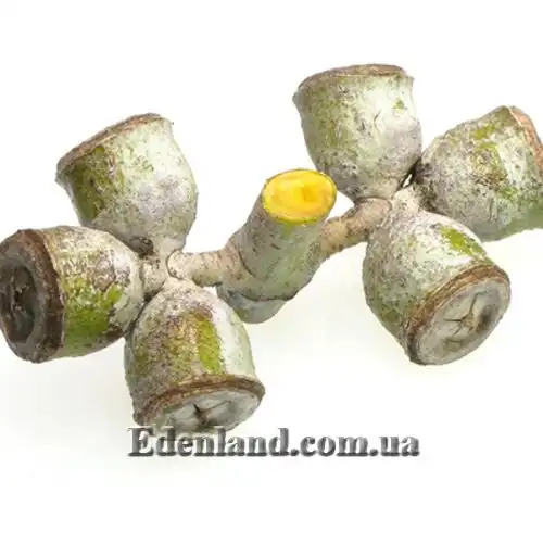 Изображение Эвкалипт припудренный Сорт Baby Blue - Eucalyptus pulverulenta