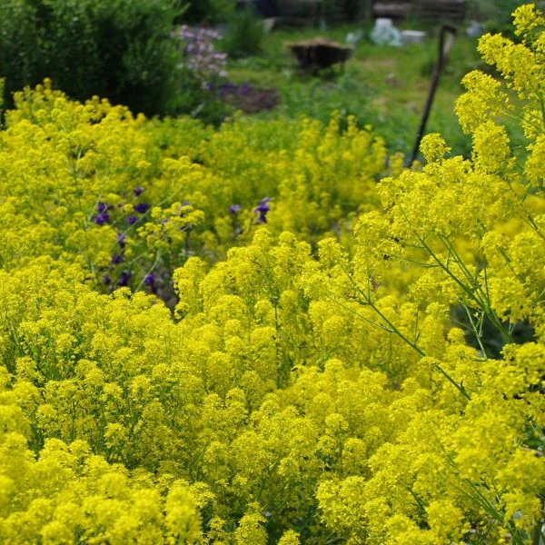 Изображение обильное цветение