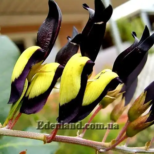 Кеннедия черная - Kennedia nigricans