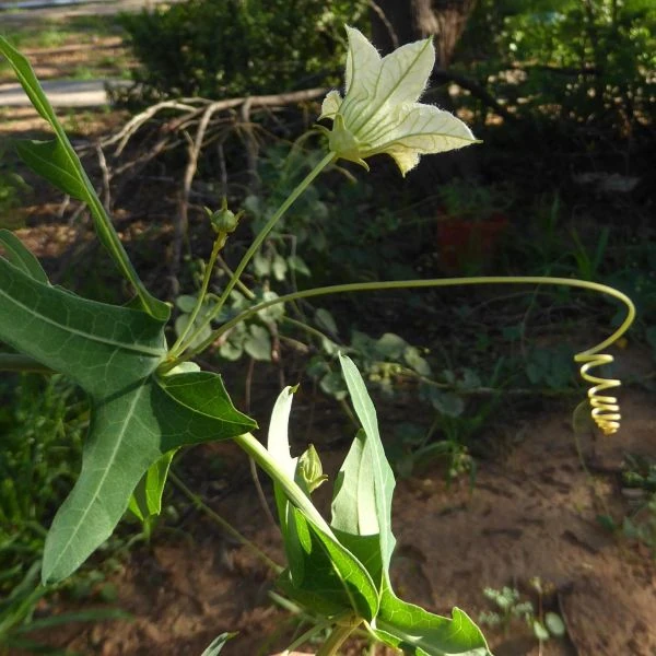 Зображення чоловіча квітка