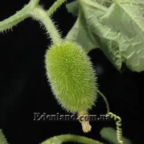 Изображение Огурец ворсянковый  - Cucumis dipsaceus