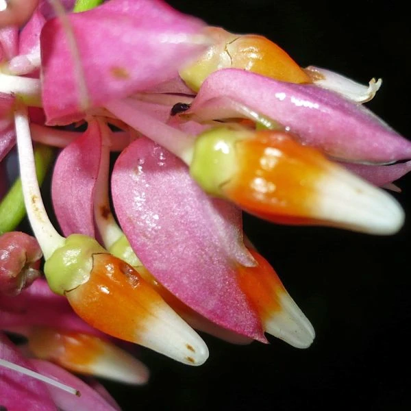 Зображення Кавендішія кереме  - Cavendishia quereme 