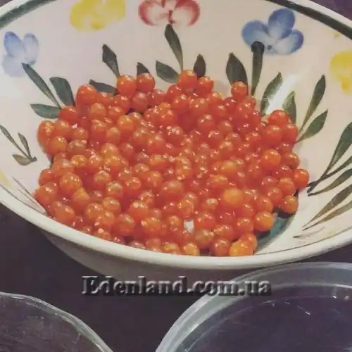 Изображение Паслен черный Отриколи - Solanum nigrum Otricoli