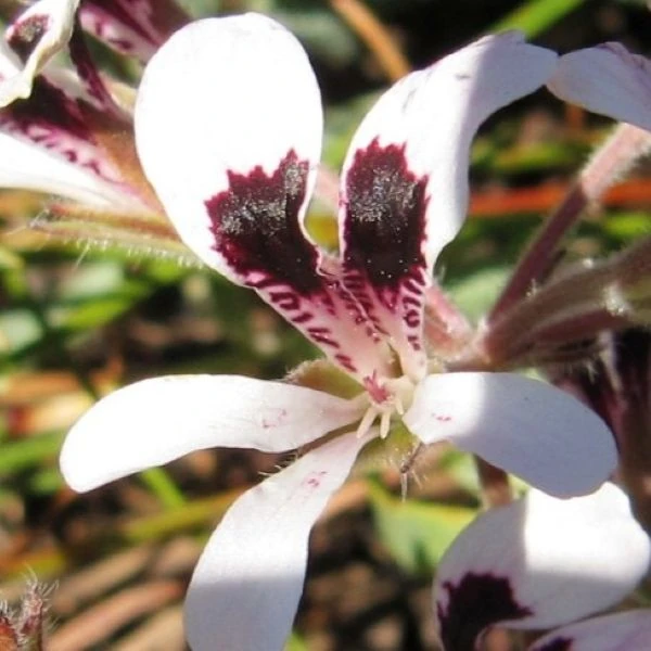Изображение Пеларгония длиннолистная  - Pelargonium longifolium 