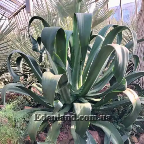 Изображение Агава Вильморена - Agave vilmoriniana