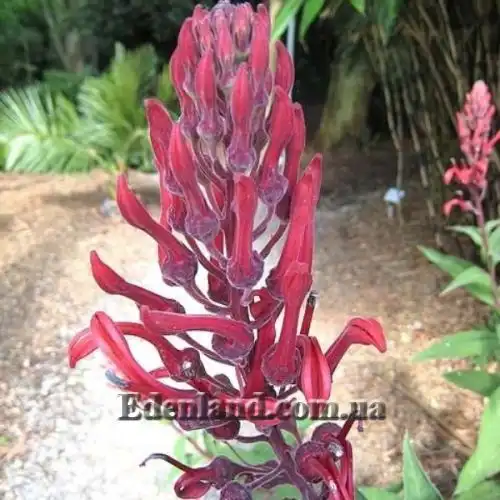 Изображение Лобелия Тупа - Lobelia tupa