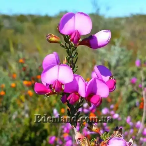 Зображення Гомфолобіум шорсткий - Gompholobium scabrum
