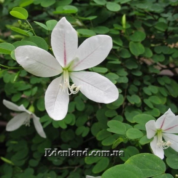 Изображение Баухиния натальская  - Вauhinia natalensis