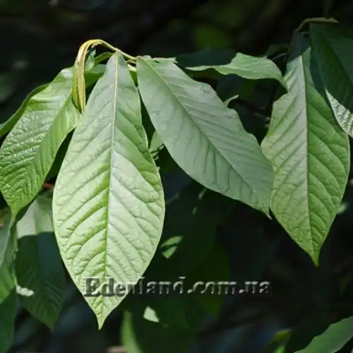 Изображение Азимина трехлопастная - Asimina triloba