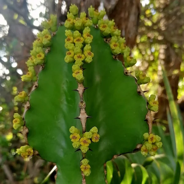 Молочай Купера - Euphorbia cooperi — початок цвітіння, бутони та квіти