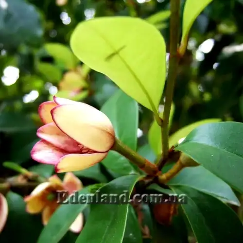 Изображение Михелия фиго - Michelia figo