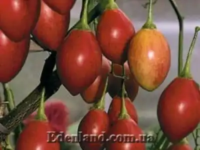 Новое поступление семян. Декабрь 2017 года