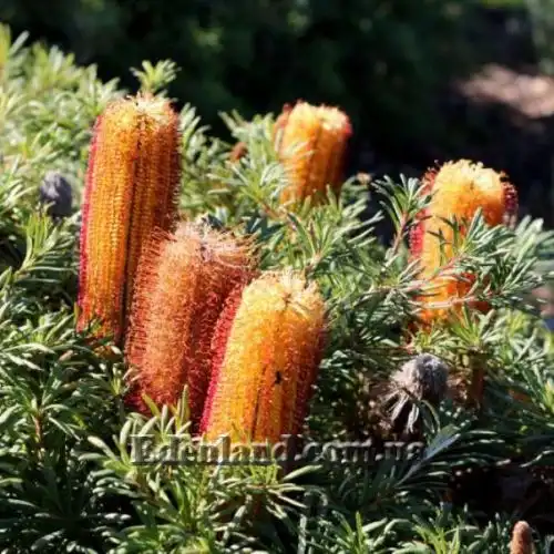 Изображение Банксия колючая - Banksia spinulosa
