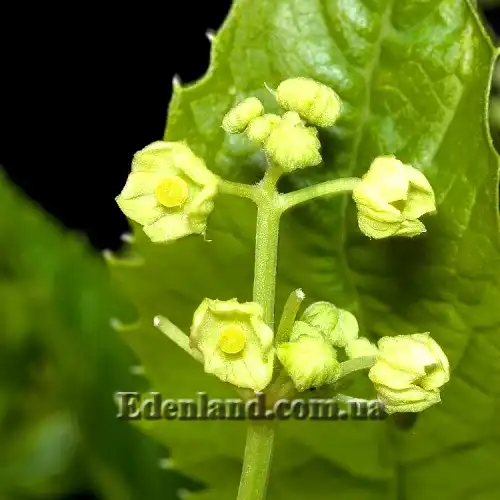 Изображение цветение