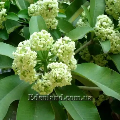 Изображение Альстония школьная - Alstonia scholaris