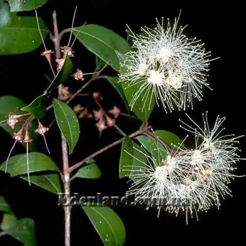 Изображение цветение