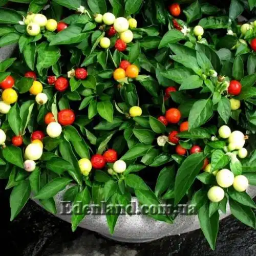 Зображення Перець гострий сорт Бабине літо