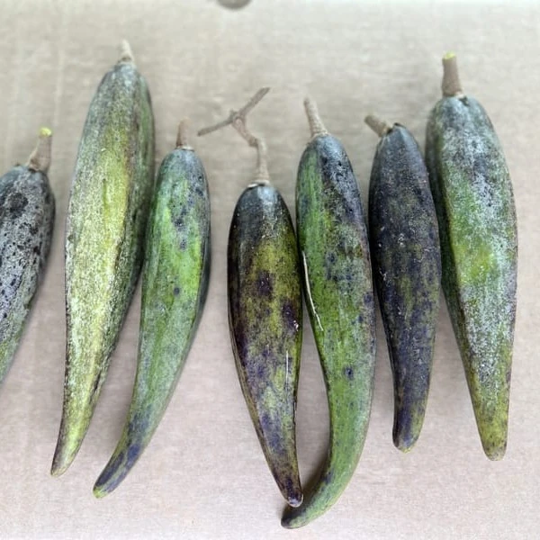 Изображение Телосма сердцевидная  - Telosma cordata