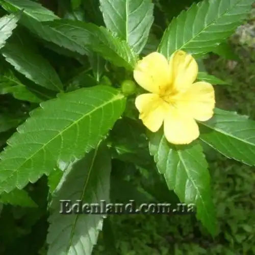 Изображение Тёрнера (Турнера) раскидистая - Turnera diffusa