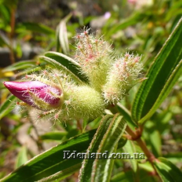 Изображение бутоны