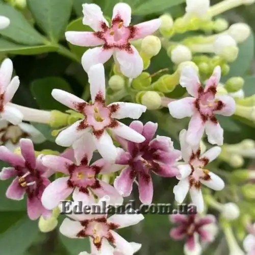 Изображение цветение