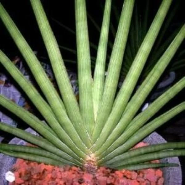 Зображення Драцена Пірсона - Dracaena pearsonii