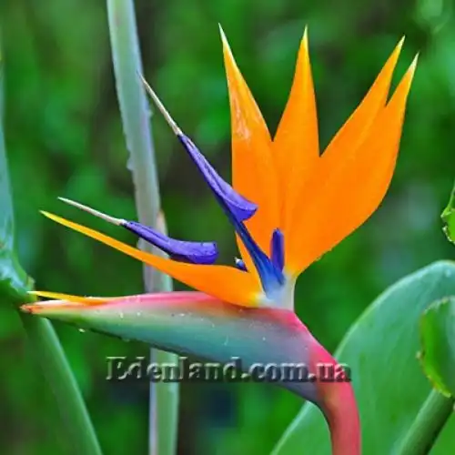 Изображение Стрелиция Королевская - Strelitzia reginae