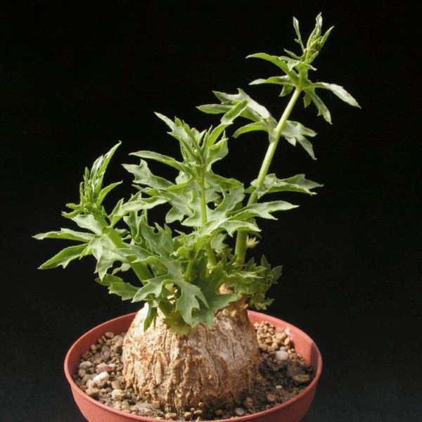 Зображення каудекс