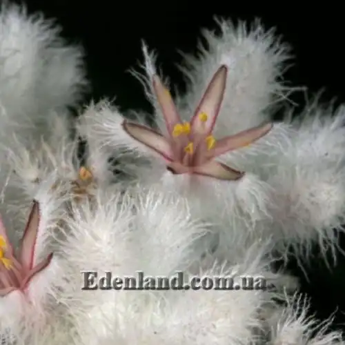 Изображение Ланария мохнатая - Lanaria lanata