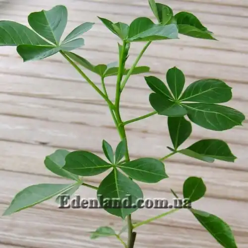 Зображення молода рослина