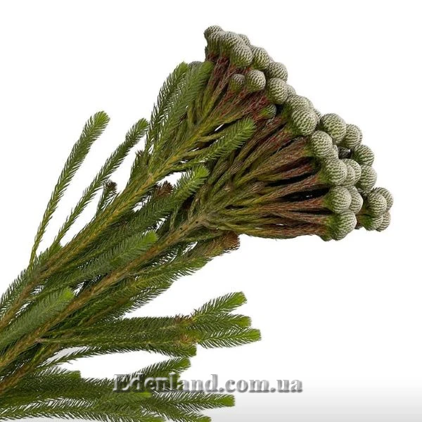 Изображение растение для букета